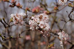 Квітучий сад та майстер-класи чекають на вас у ботсаду ДНУ 25 квітня