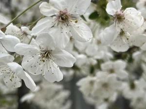 Погода у Дніпрі: Заморозки та Вітер з Поривами до 20 м/с