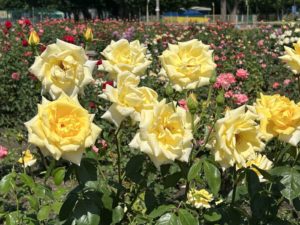 Церковне свято 17 червня: заборони та прикмети