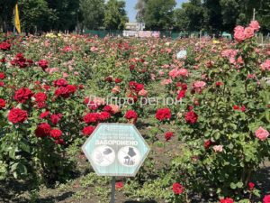 Цвітіння лаванди та троянд у Дніпрі: топ локацій для фотосесії