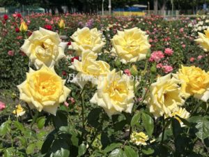 Погода у Дніпрі: спека без дощу, але пожежна небезпека